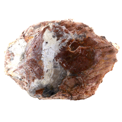 Petrified Wood Slices
