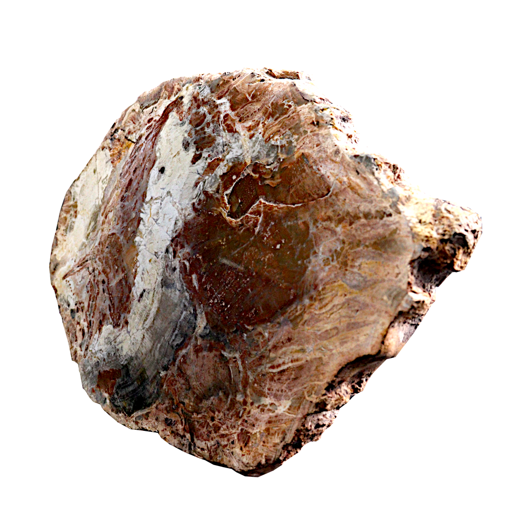 Petrified Wood Slices