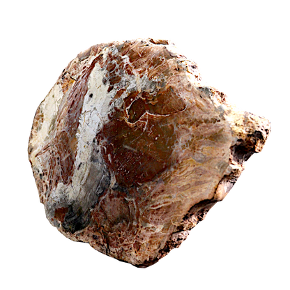 Petrified Wood Slices