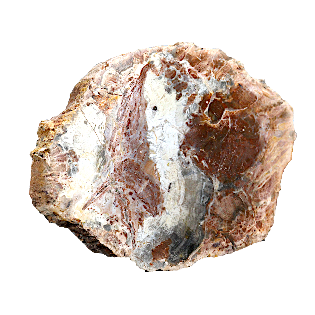 Petrified Wood Slices
