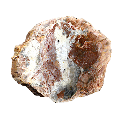 Petrified Wood Slices