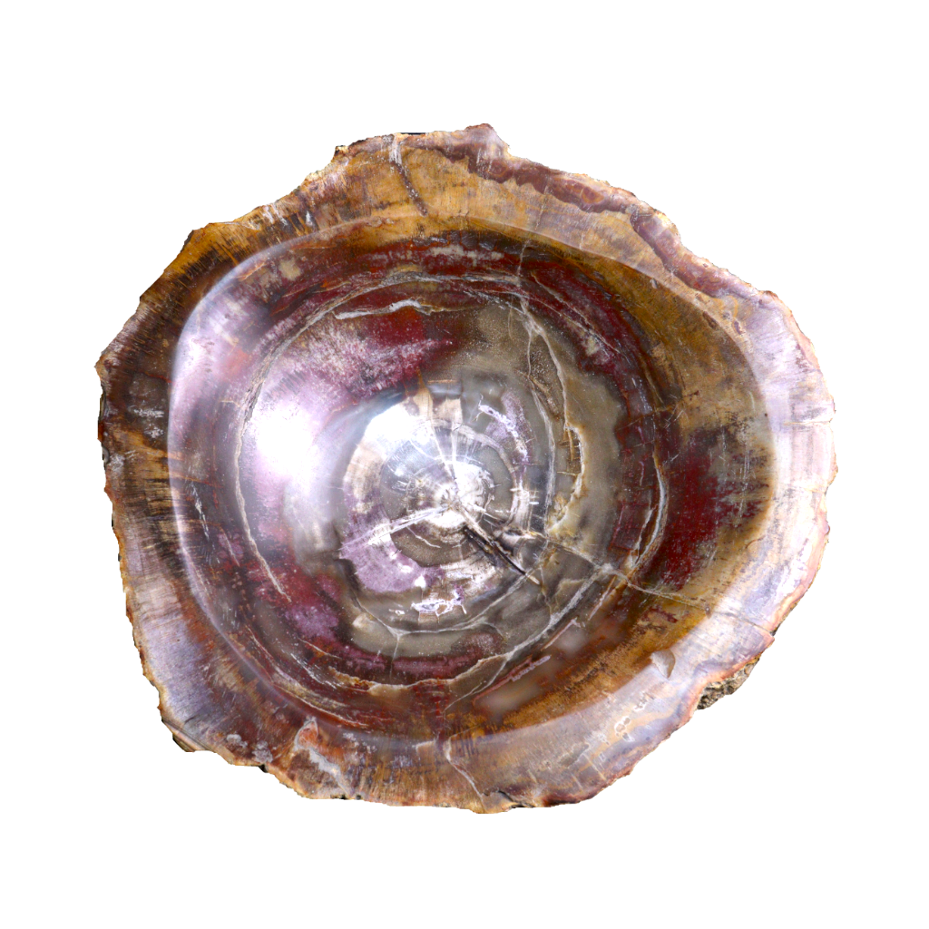 Petrified Wood Bowl