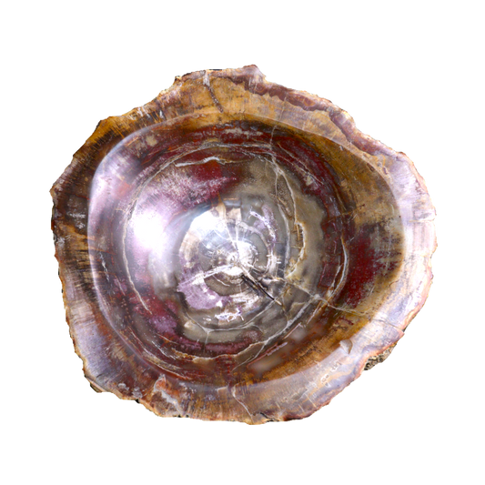 Petrified Wood Bowl
