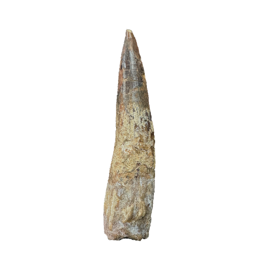 Spinosaurus Tooth