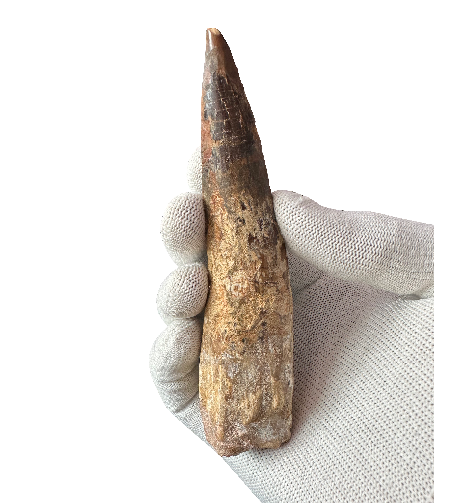 Spinosaurus Tooth