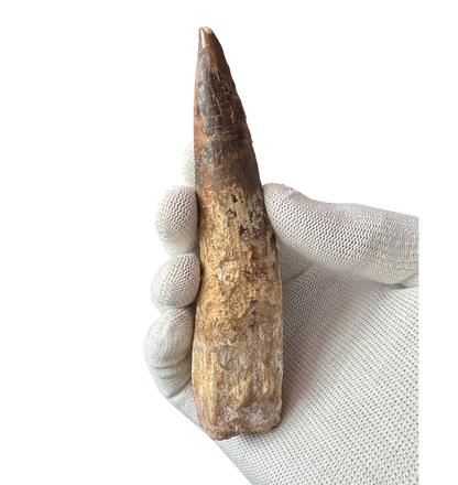 Spinosaurus Tooth