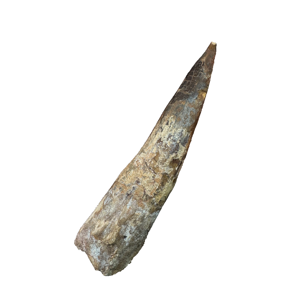 Spinosaurus Tooth