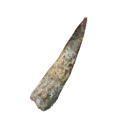 Spinosaurus Tooth