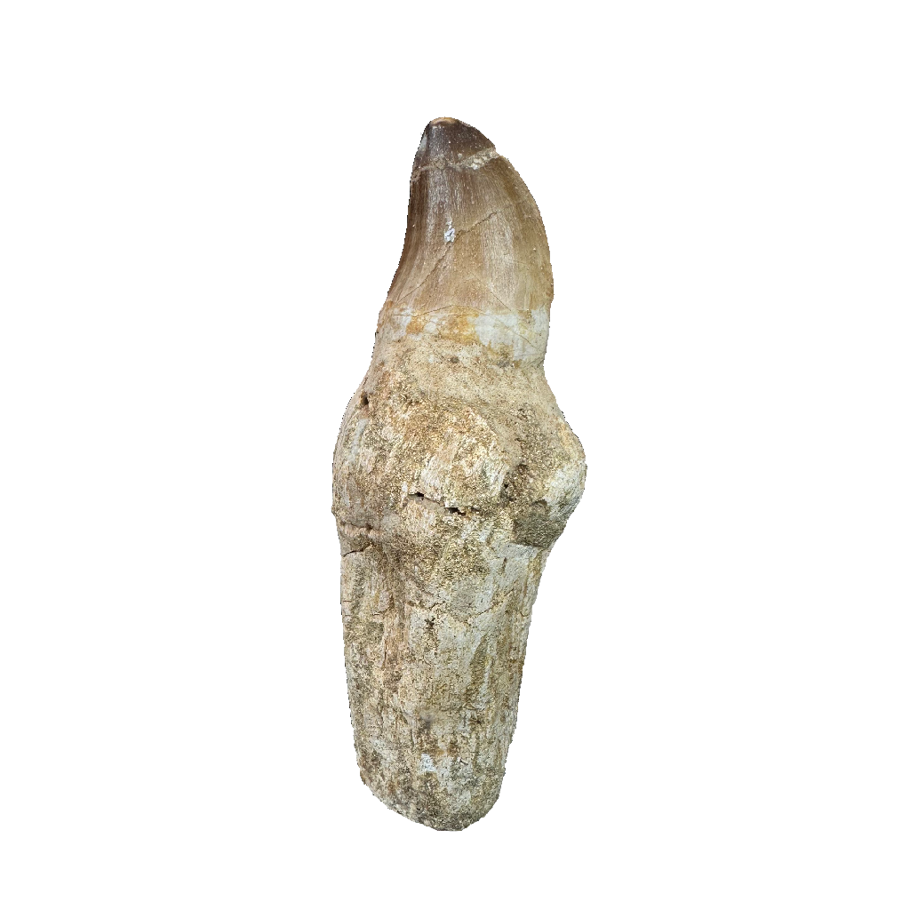 Mosasaurus Tooth