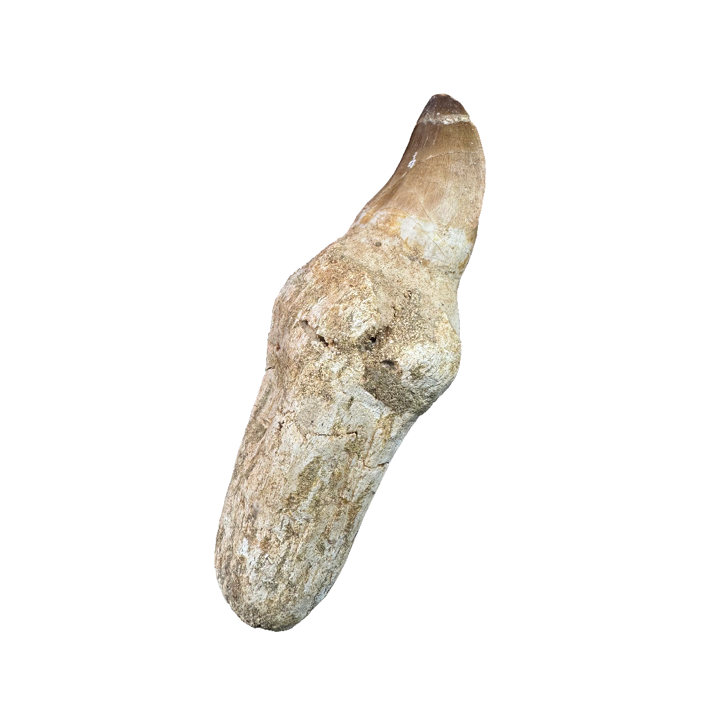 Mosasaurus Tooth