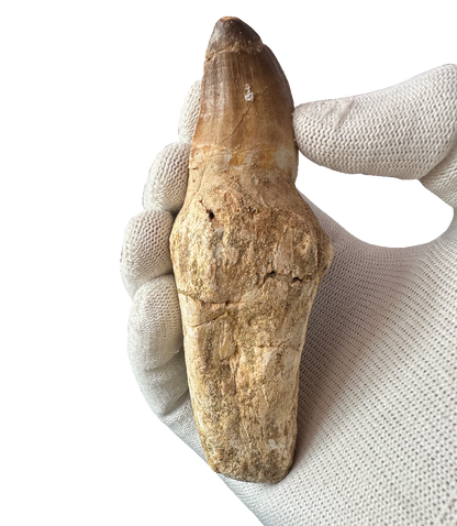Mosasaurus Tooth