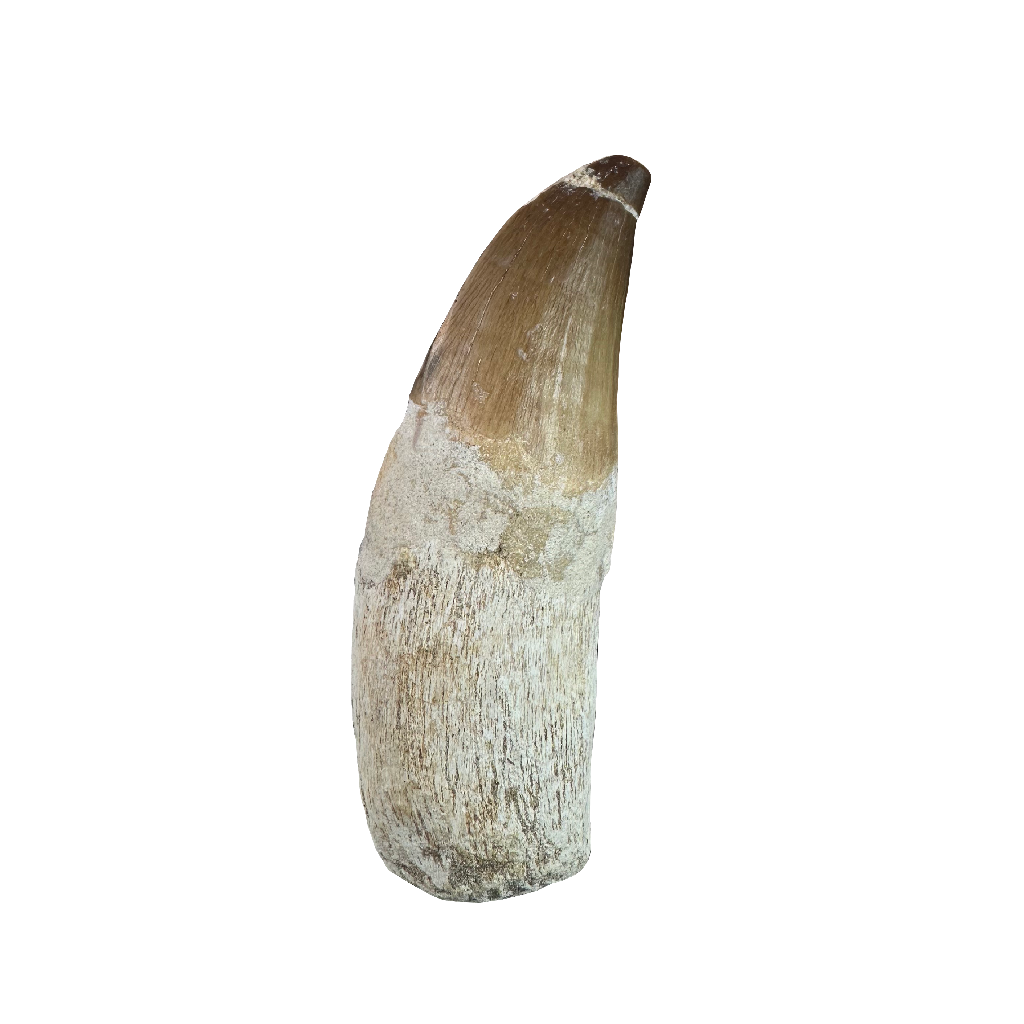 Mosasaurus Tooth