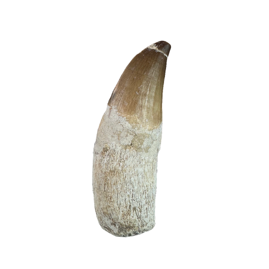 Mosasaurus Tooth