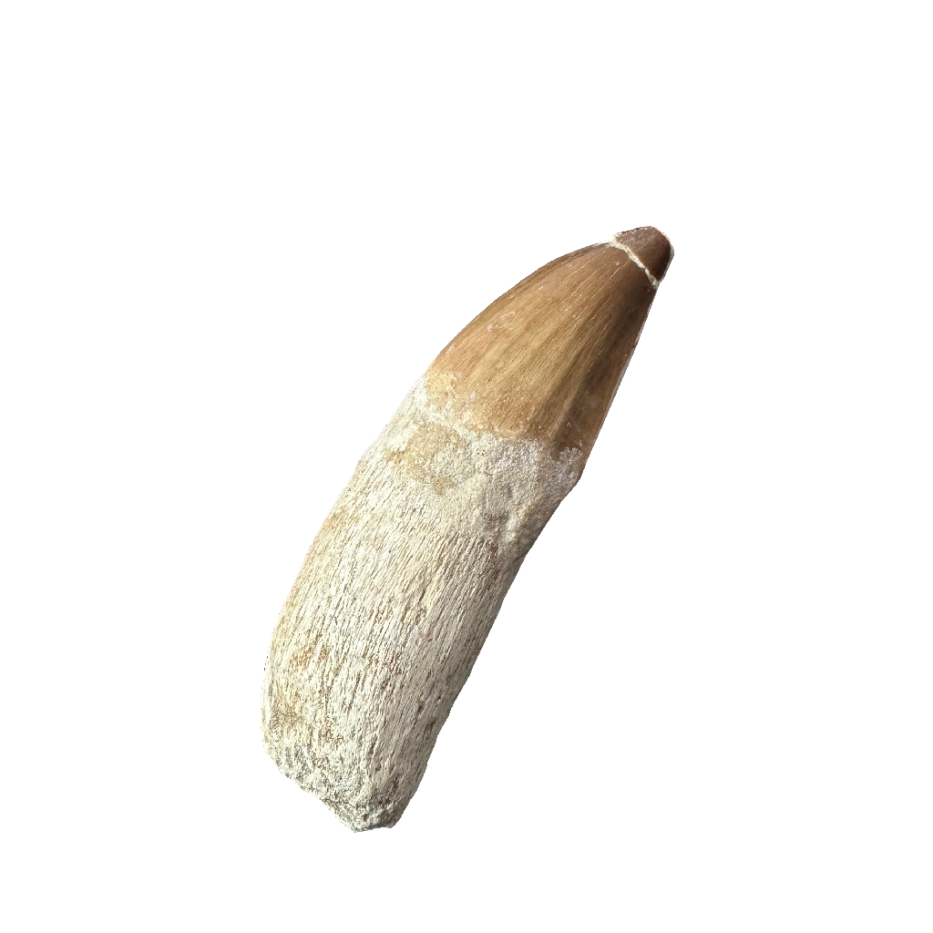 Mosasaurus Tooth