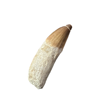 Mosasaurus Tooth