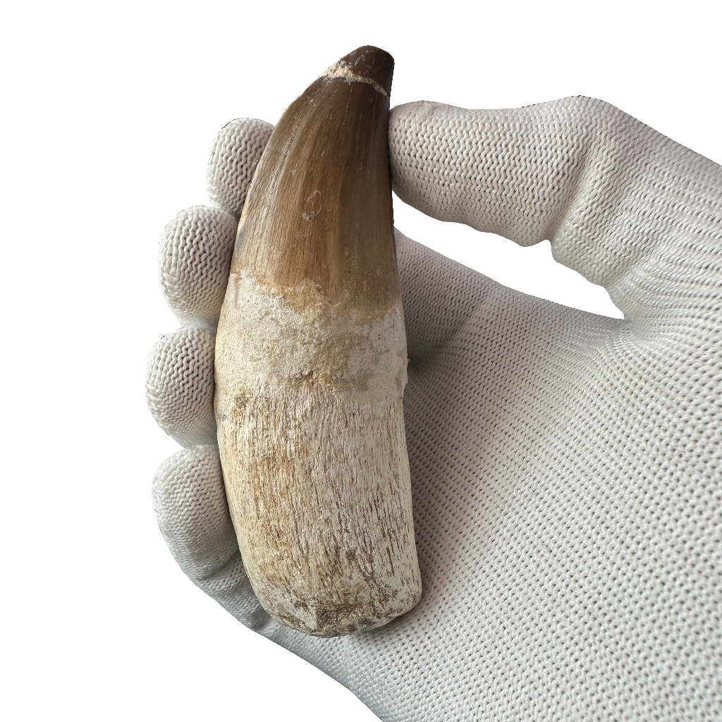 Mosasaurus Tooth