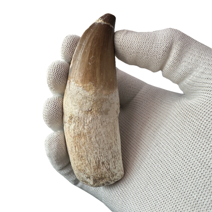 Mosasaurus Tooth
