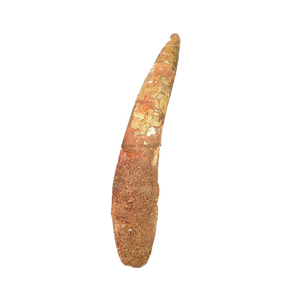 Spinosaurus tooth