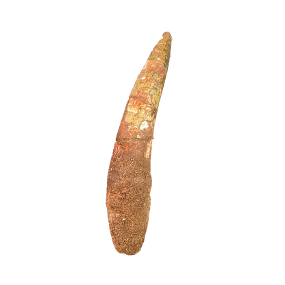 Spinosaurus tooth