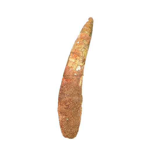 Spinosaurus tooth