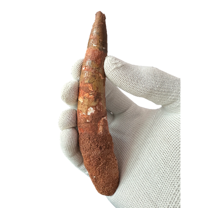 Spinosaurus tooth