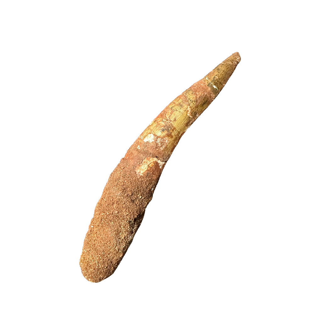 Spinosaurus tooth