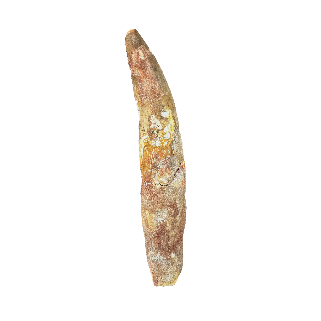 Spinosaurus tooth