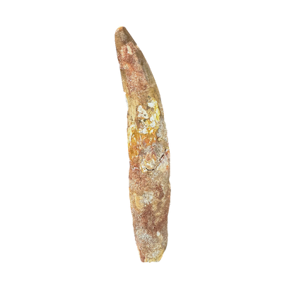 Spinosaurus tooth