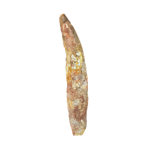 Spinosaurus tooth