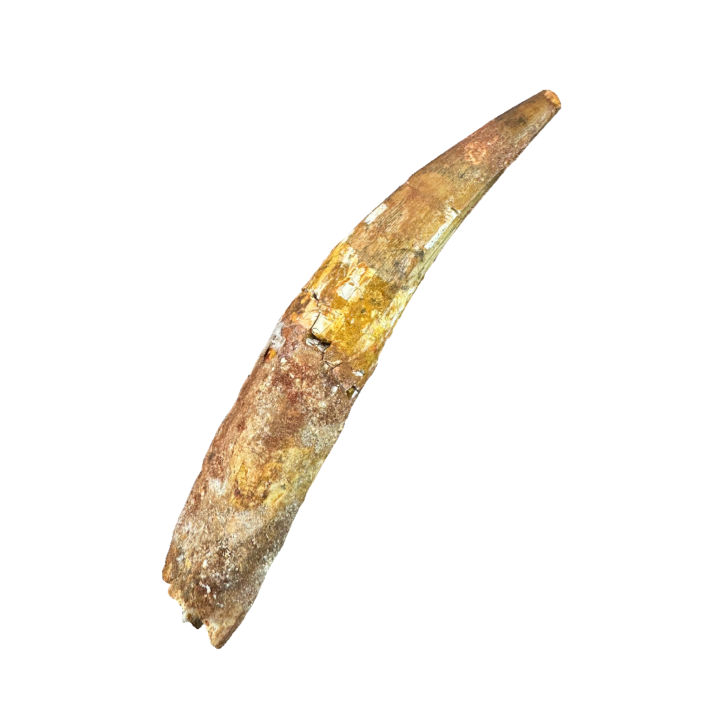 Spinosaurus tooth