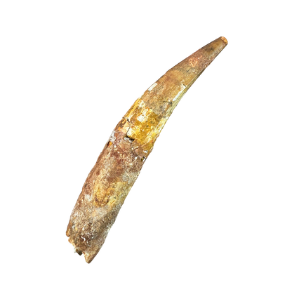 Spinosaurus tooth