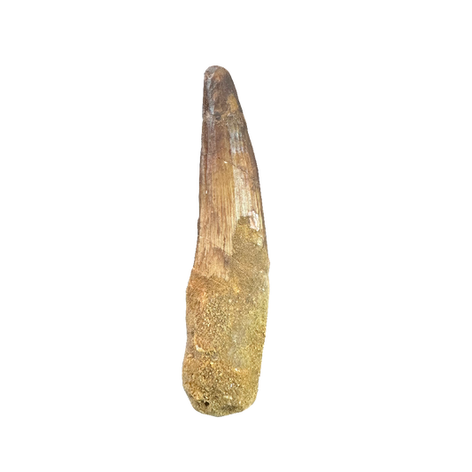 Spinosaurus Tooth