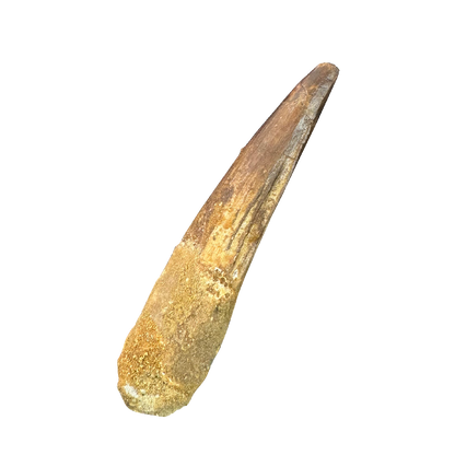 Spinosaurus Tooth
