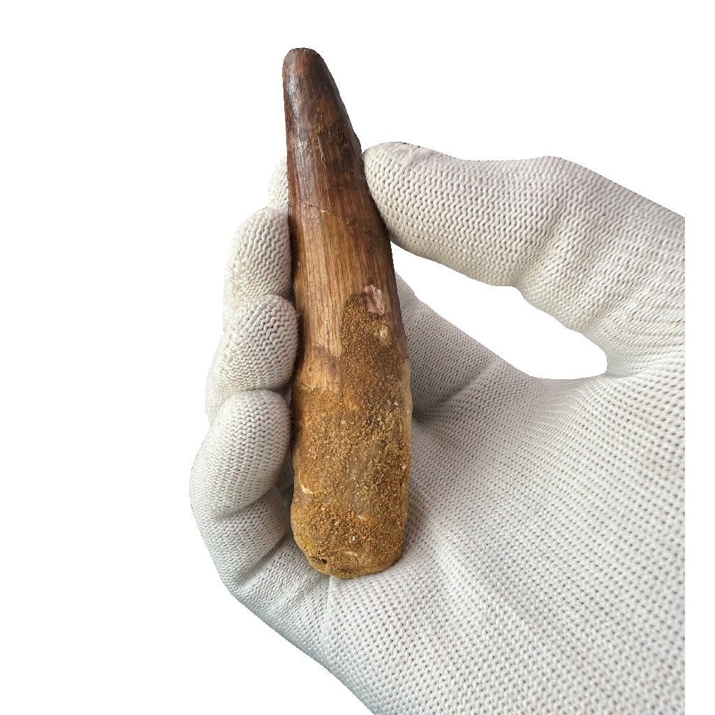 Spinosaurus Tooth