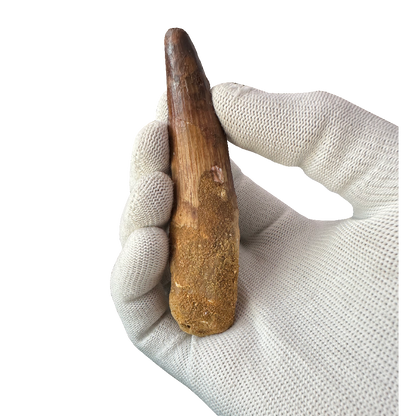 Spinosaurus Tooth