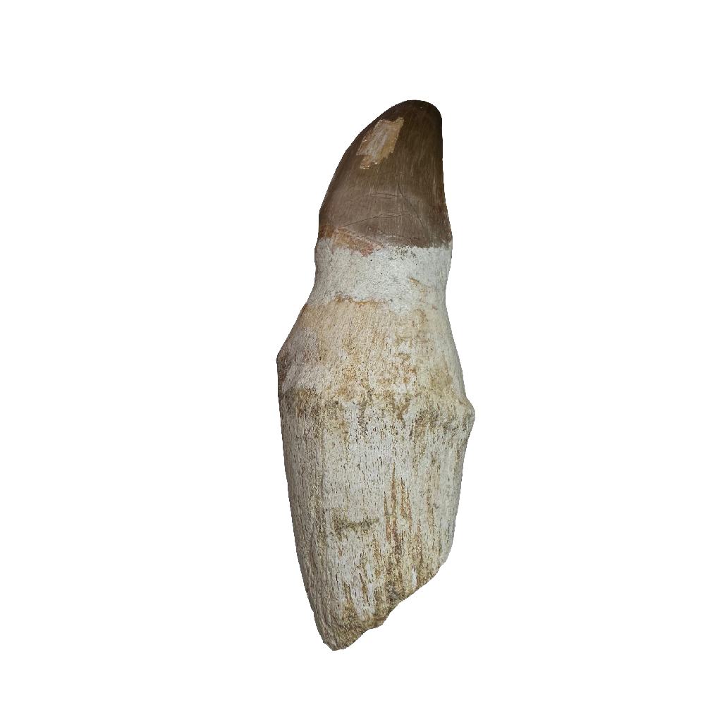 Mosasaurus tooth
