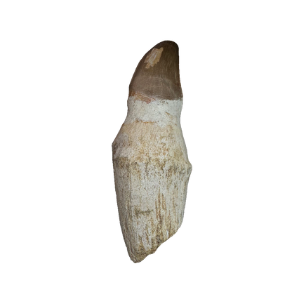 Mosasaurus tooth
