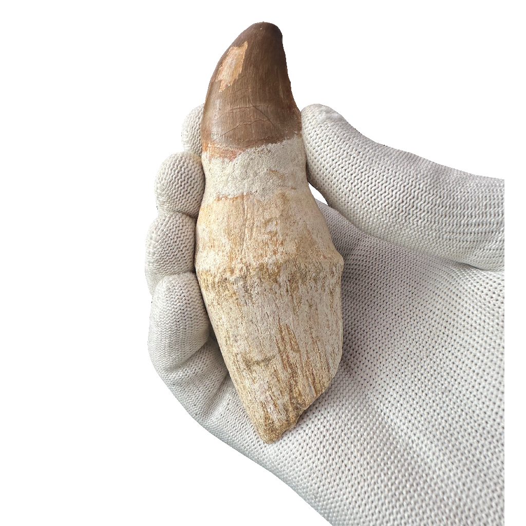 Mosasaurus tooth