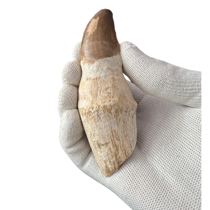 Mosasaurus tooth