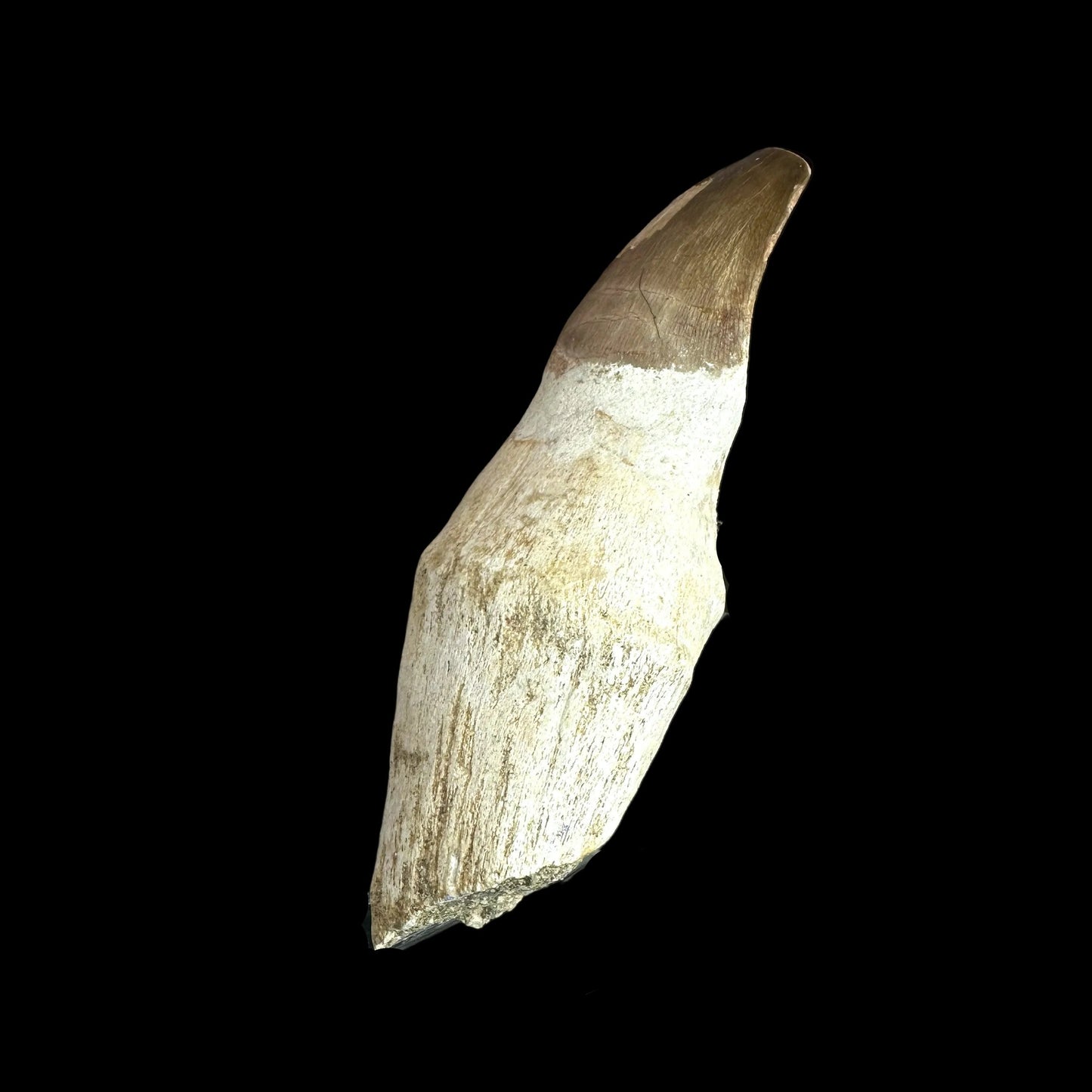 Mosasaurus tooth