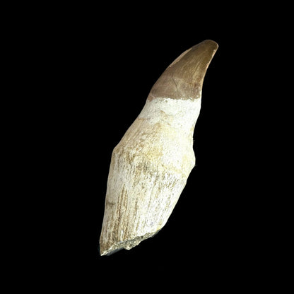 Mosasaurus tooth