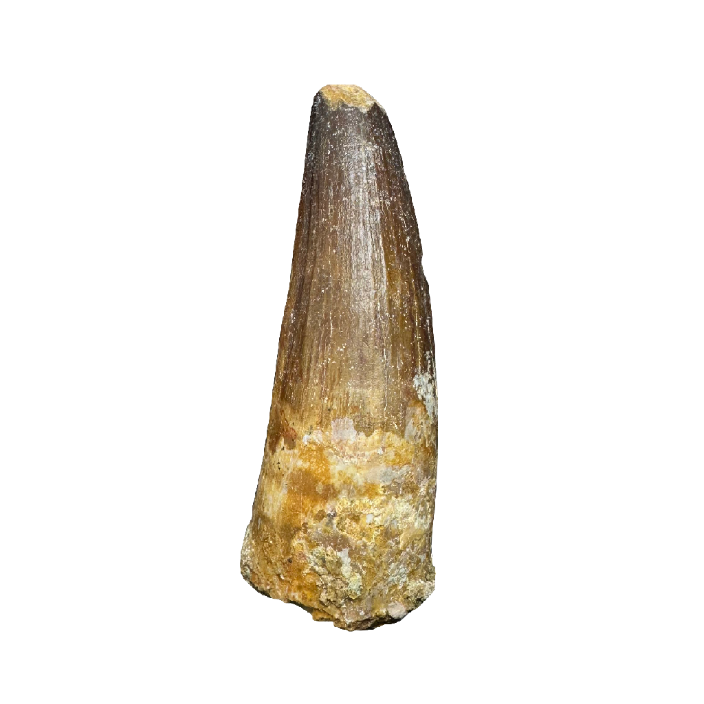 Spinosaurus tooth