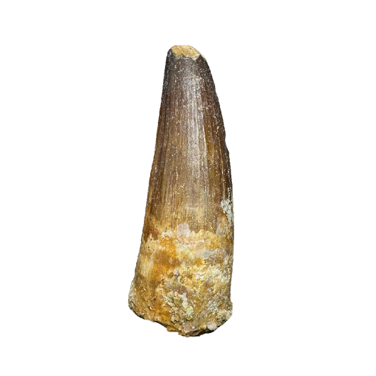 Spinosaurus tooth