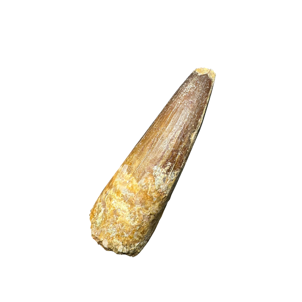 Spinosaurus tooth