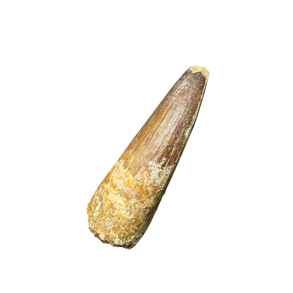 Spinosaurus tooth