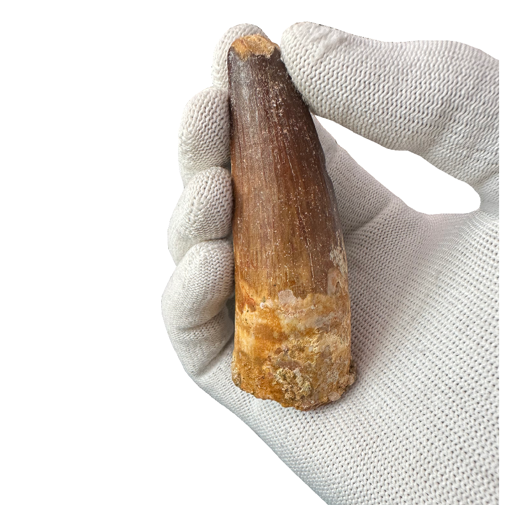 Spinosaurus tooth