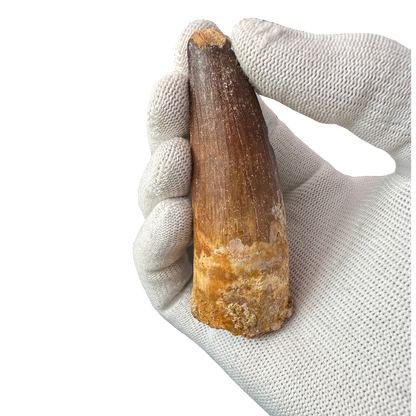 Spinosaurus tooth