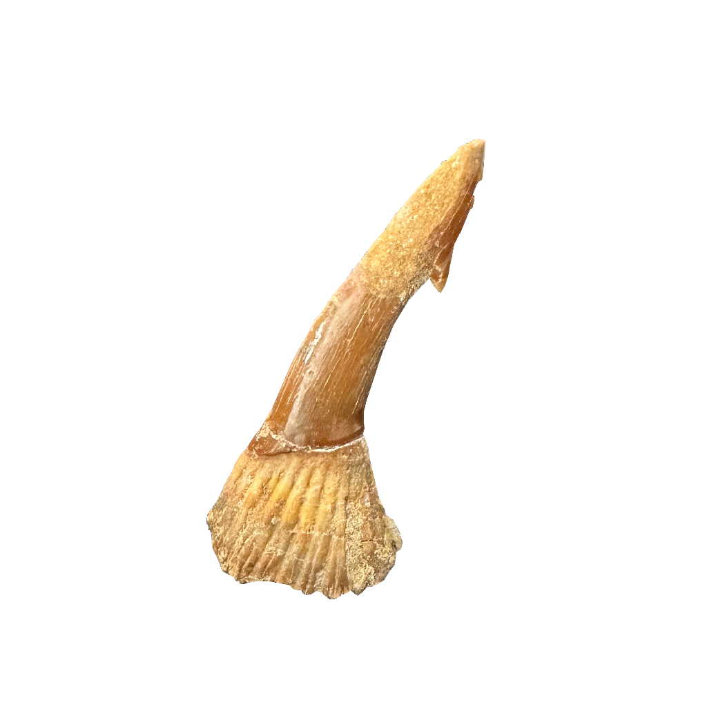 Sawfish Bard