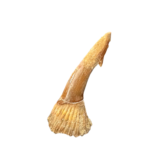 Sawfish Bard