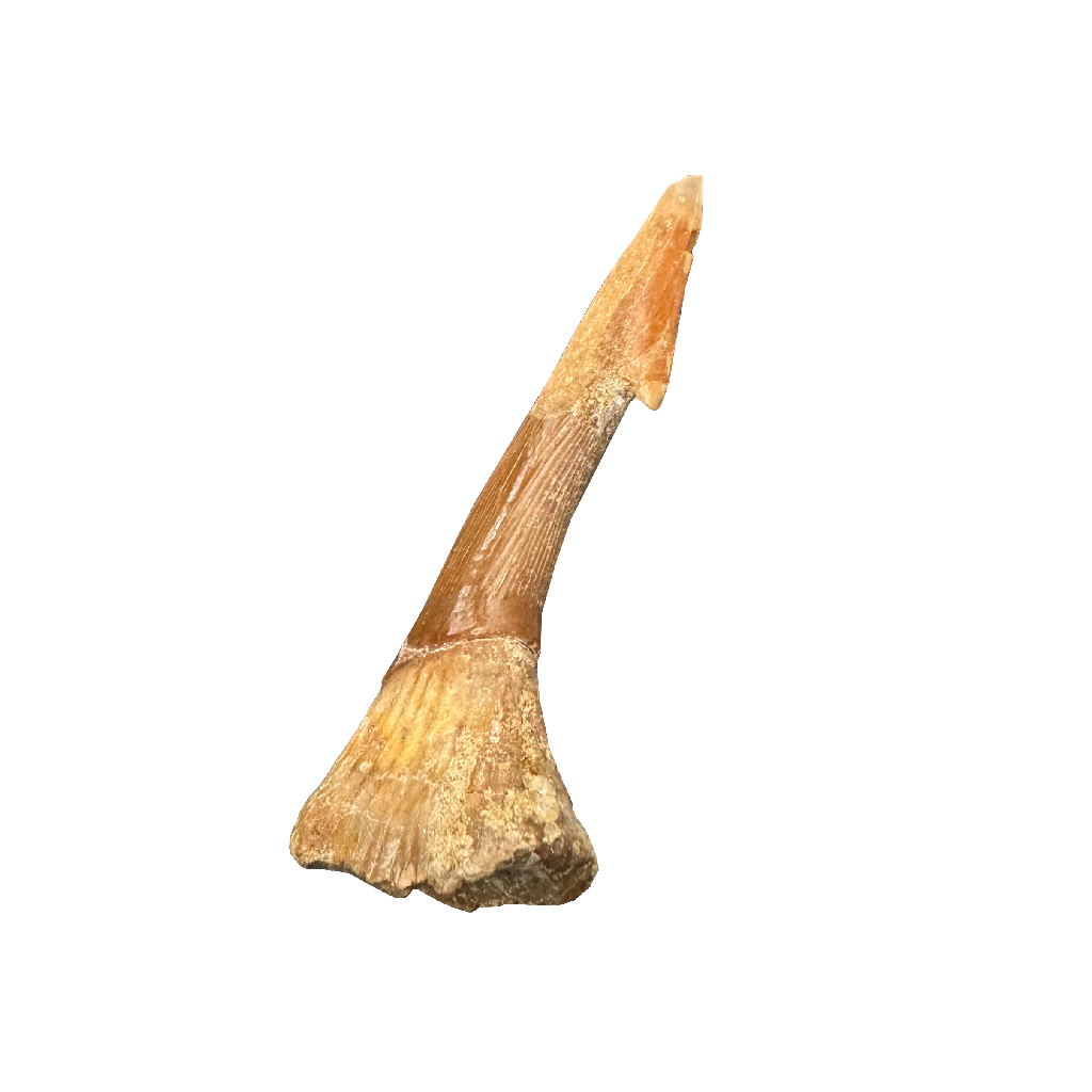 Sawfish Bard
